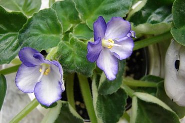 fiołek afrykański - "czesia" #FiołekAfrykański #FiołkiAfrykańskie #kwiatki #kwiaty #saintpaulia