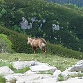 gdzieś na szlaku: dolina kościeliska => ciemniak => czerwone wierchy => kasprowy =>1h spóźnienia na kolejkę wiec z buta do kuźnic