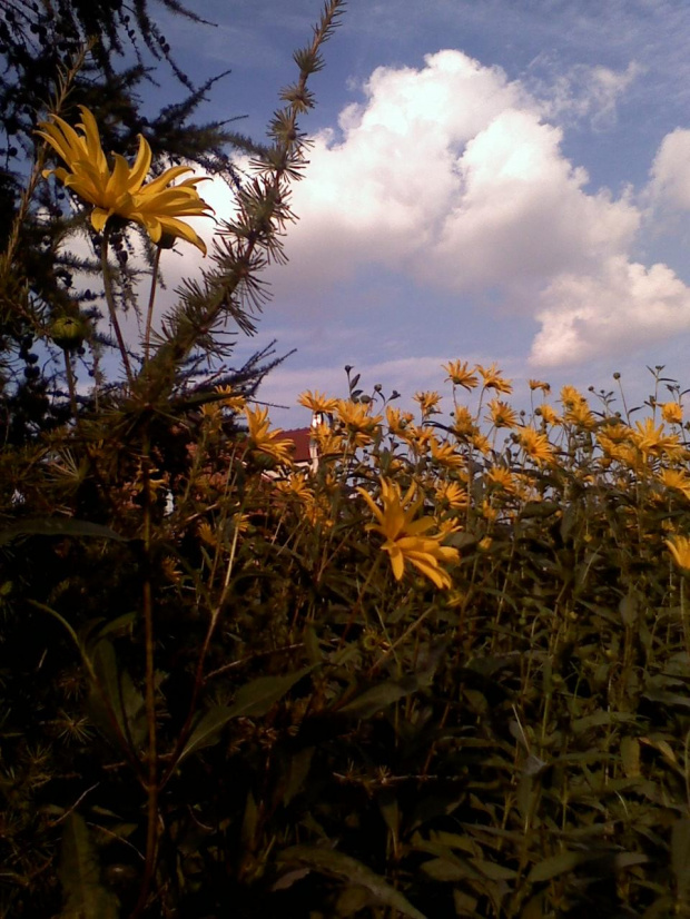 zakątek póżnym popołudniem:) #ogród #kwiaty #natura #niebo