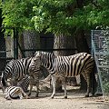 Nasze wszystkie dzieci i wnuki w łódzkim zoo