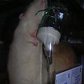 Ynkognito