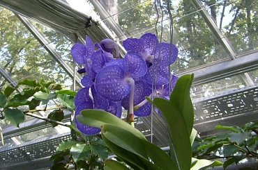 storczyk naturalny #storczyk