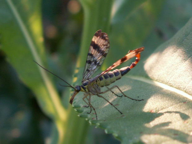 Owadzi skorpion. #przyroda #makro