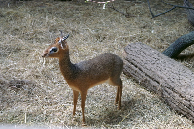 zaprosiłem 3 dzieci i mamę-ciocię do ZOO ale była sjesta zwierzęca i mało było szalonych zwierząt widać :) #ZOO