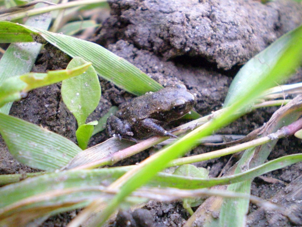 Młoda ropucha szara - Bufo bufo . Data : 04.06.2008. Miejsce : staw . Miejscowość : Strzelce Wielkie .