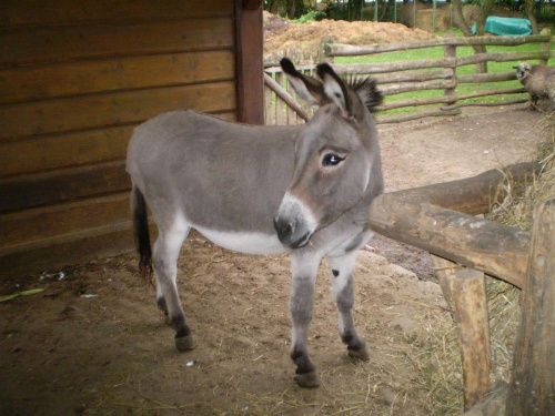 Widzieliście gdzieś Shreka bo go szukam :)