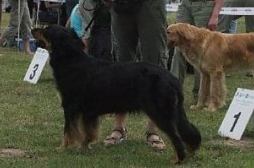 CIRYS znad Rzeki Maskawy CACIB Kraków #BEZA #CIRYSZnadRzekiMaskawy #Hovawart