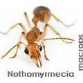 Nothomyrmecia macrops