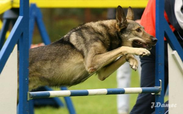 Kozienice, agility, psy