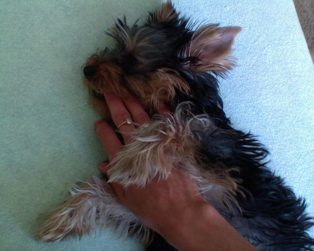 kika 3 msc. #YorkshireTerrier