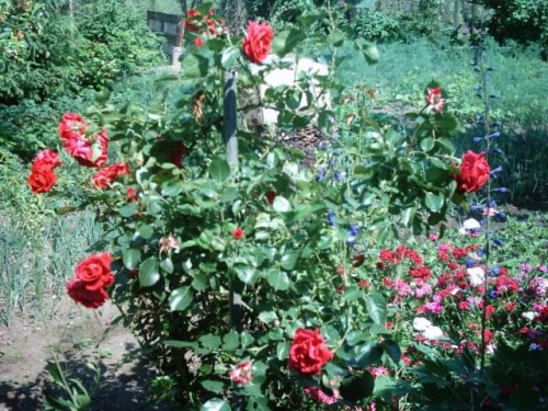 Ogród #ogród #kwiaty