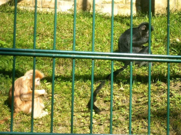 Blondynka i szatynka (Lutung jawajski ) #zwierzęta