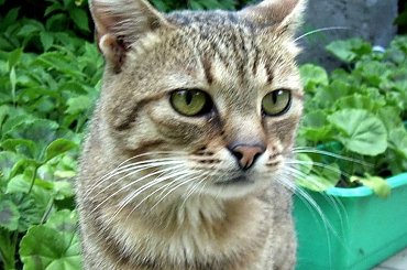 Klakier #kot #Klakier