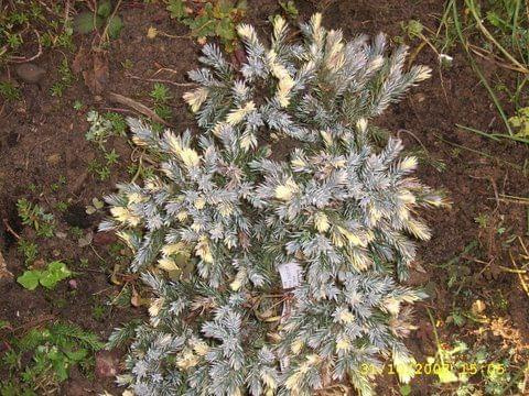 juniperus sq. Floreant