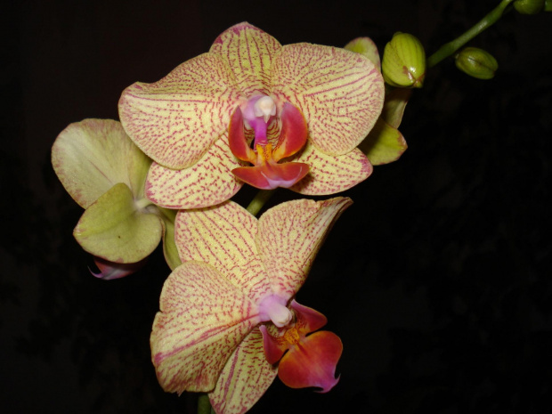 Phalenopsis