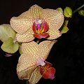 Phalenopsis