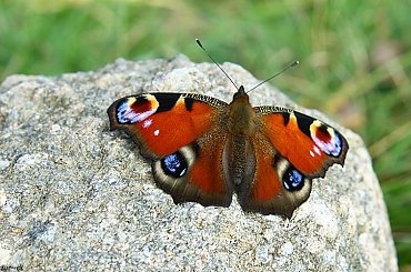 #moty #RusałkaPawik #macro #przyroda