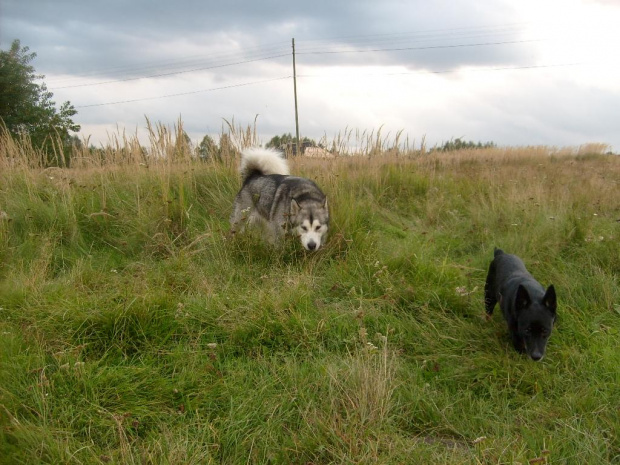 Masza #AlaskanMalamute #pies