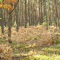 Kampinoski Park Narodowy #KampinoskiParkNarodowy #las #drzewa