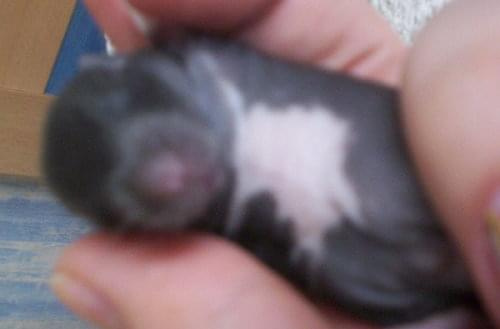 Mała Amy #szczur #szczury #amina #franka