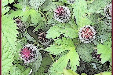 Pomaluj mój świat... #osty #namalowane #grafika #chwasty