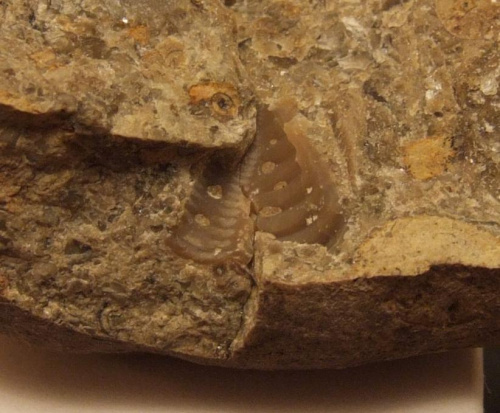 Odcisk pygidium trylobita Encrinurus sp. Długość okazu - 1 cm . Wiek : dolny ordowik – górny dewon . Data znalezienia : 2001 .
