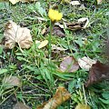 Wybryk natury - "dmuchawiec" albo inaczej "mlecz" kwitnący jesienią (zdjęcie z dnia 05.10.2008) #mlecz #dmuchawiec #jesień