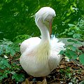 ten to dopiero jogę uprawia :) #pelikan #zwierzaki #zoo #wrocław