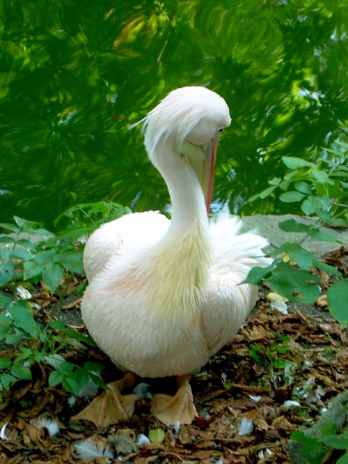 ten to dopiero jogę uprawia :) #pelikan #zwierzaki #zoo #wrocław
