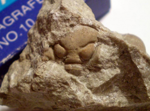 Fragment cranidium trylobita Chasmops sp. Długość okazu - 1,2 cm . Wiek : dolny ordowik – górny dewon . Data znalezienia : 2002 .
