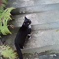 aa
