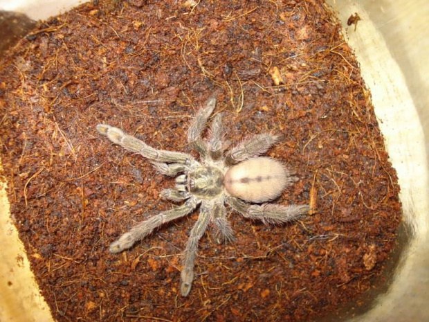 Psalmopoeus cambridgei