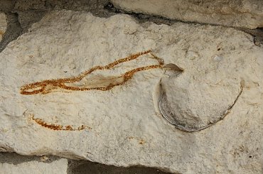 Skamieniałości widoczne w murze w centrum Wilkołaza. Takie muzeum za darmo w plenerze :) #Wilkołaz #skamieniałości