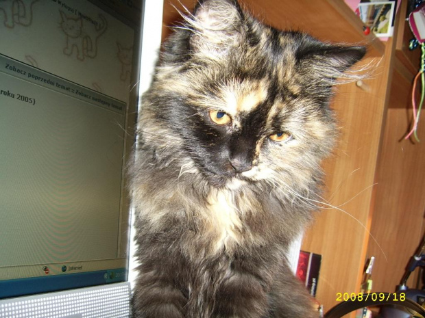 kitka