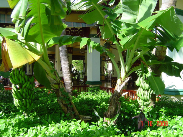 bananowce obok lobby RIU Bambu