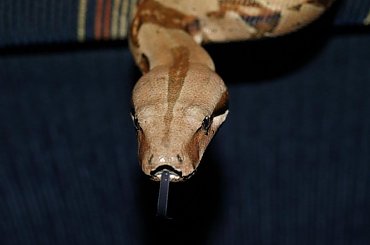 #snake #waz #boa #constrictor #pupil #gad #zoo #szczur #piotrkow #PiotrkowTryb