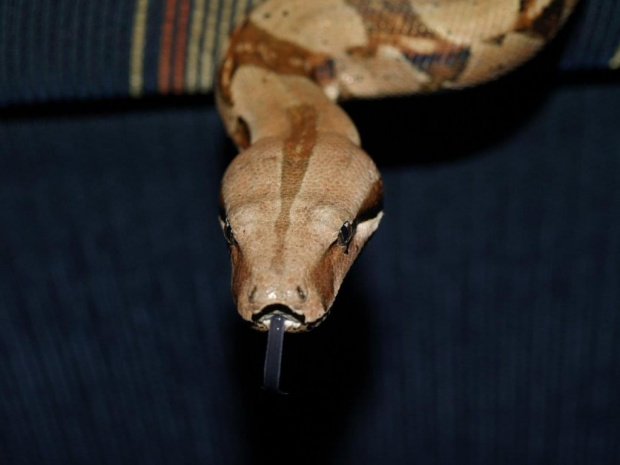 #snake #waz #boa #constrictor #pupil #gad #zoo #szczur #piotrkow #PiotrkowTryb