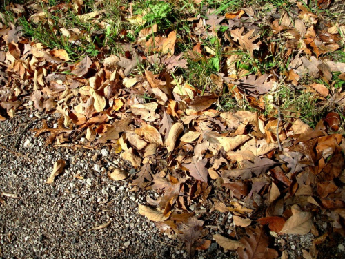 jesienne liscie opadly z drzew #jesien