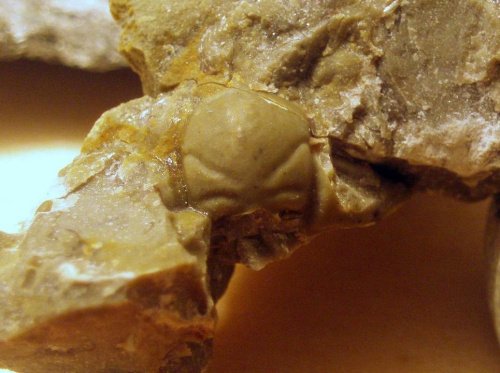 Jakiś trylobit z rodziny Acastidae . Długość okazu - 0,6 cm . Wiek - ? Data znalezienia : 2006 . Okazy nr 83a , 83b , 83c , 83d , 83e i 83f zostały znalezione w jednej skale.