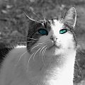 #kot #mruczek #zwierzę
