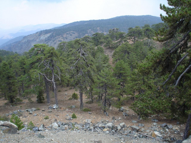 Góry Troodos #Cypr #GóryTroodos