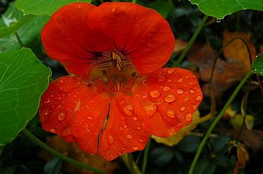 ...nasturcje na deszczu mokną... #nasturcje #PoDeszczu #ZBliska