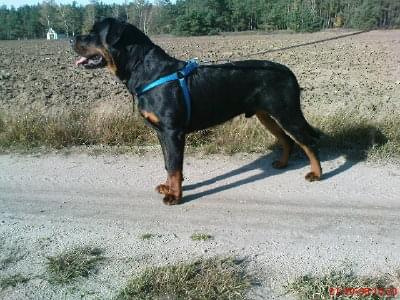 #psy #pies #rottweiler