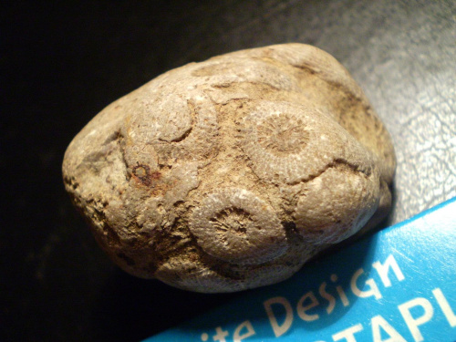 Koralowce Rugosa . Długość okazu - 4,5 cm . Wiek : ordowik - perm . Data znalezienia : 2003 .