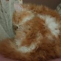 Via Appia*PL Hodowla kotów Brytyjskich i Selkirk Rex