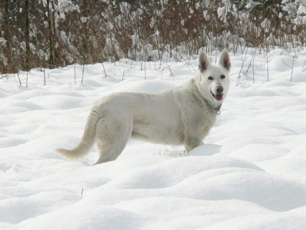 Star of Tiger BERTA (KAMA) #BialyOwczarekSzwajcarski