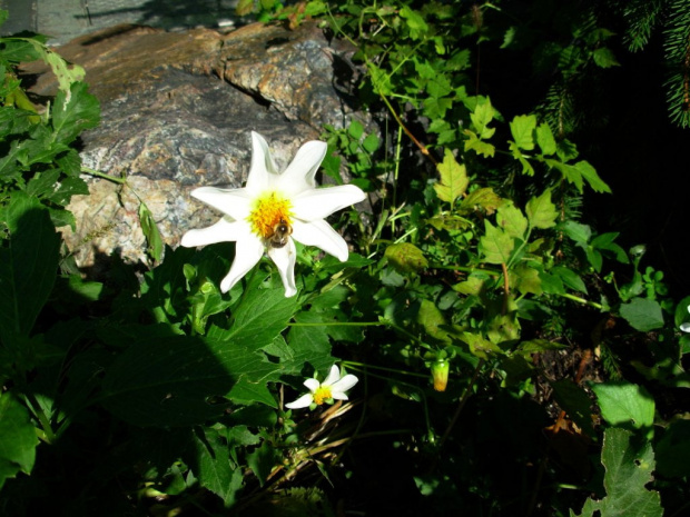 jesien w ogrodzie botanicznym=pracowita pszczolka zbiera nektar #jesien