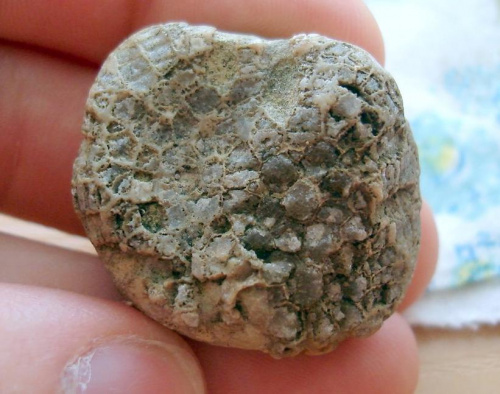 Koralowiec Favosites sp. Długość okazu - 3,7 cm . Wiek : ordowik - dewon . Data znalezienia : 2005 .