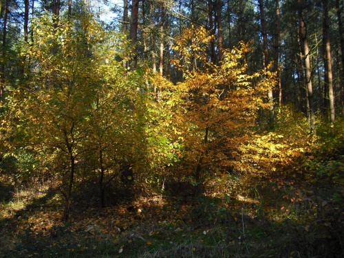 jesiennie #las #jesień #kolory