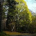 Pobocze lasu